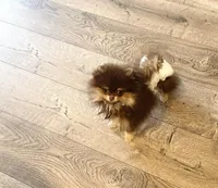 Coco, a female Pomeranian for sale in Eastvale, CA – Photo 4 of 4