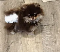 Coco, a female Pomeranian for sale in Eastvale, CA – Photo 2 of 4