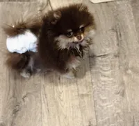 Coco, a female Pomeranian for sale in Eastvale, CA – Photo 1 of 4