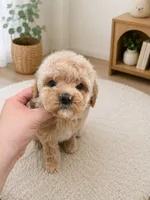 Mellow (sfo area) , a male Maltipoo for sale in Eastvale, CA – 1 of 1