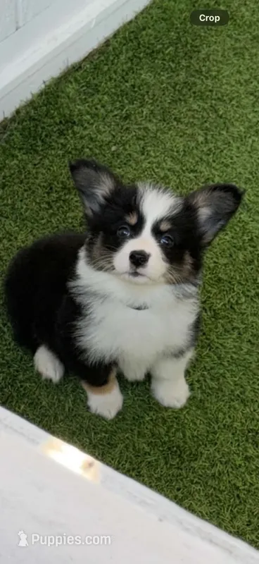 Fluffy  – Pembroke Welsh Corgi puppy for sale in Eastvale, CA