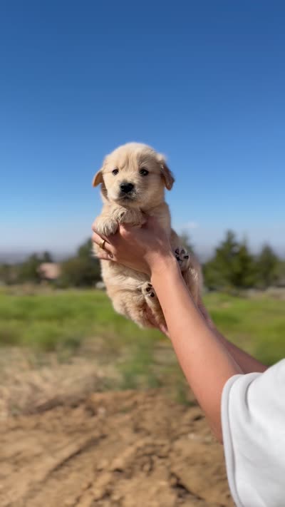 Lala(has video) , a female Golden Retriever for sale in Eastvale, CA – 2 of 6