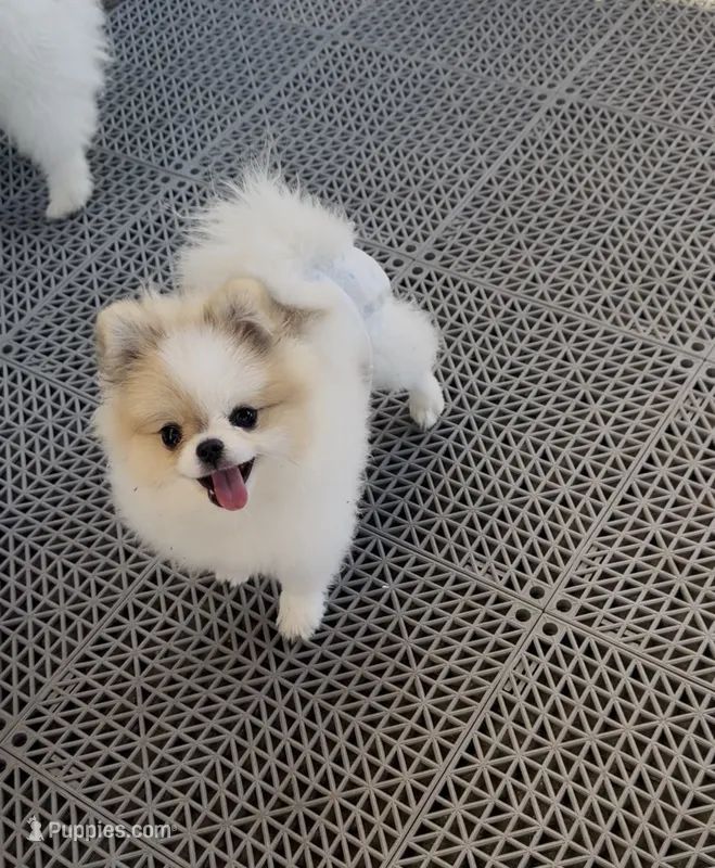 Labubu micro pom  – Pomeranian puppy for sale in Diamond Bar, CA