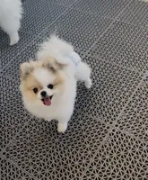 Labubu micro pom , a female Pomeranian for sale in Diamond Bar, CA – 1 of 2