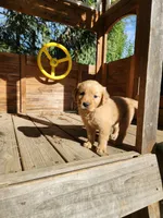 Golden female , a female Golden Retriever for sale in Mira Loma, CA – 2 of 3