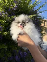 Tiramisu , a male Pomeranian for sale in Eastvale, CA – 3 of 5