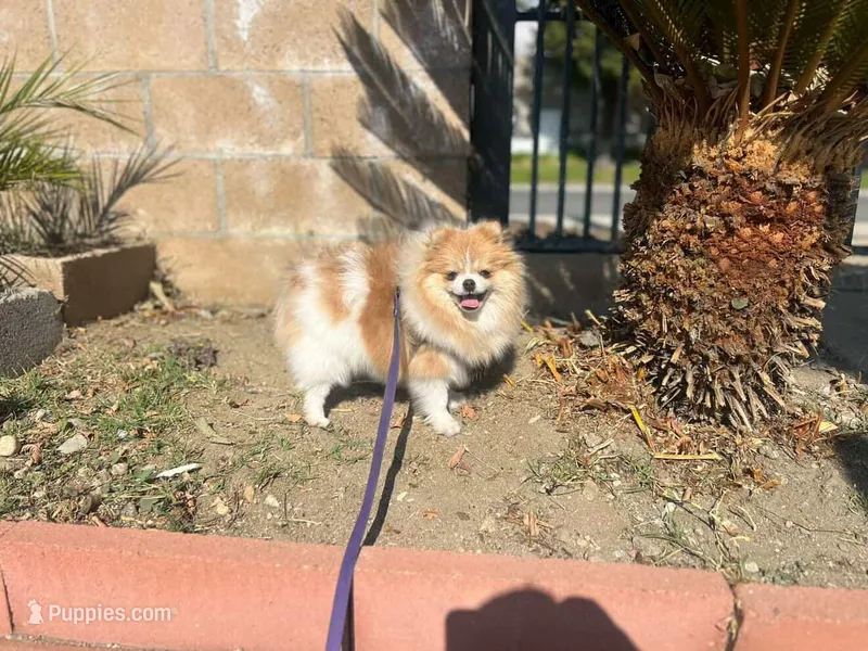 Malibu  – Pomeranian puppy for sale in Eastvale, CA