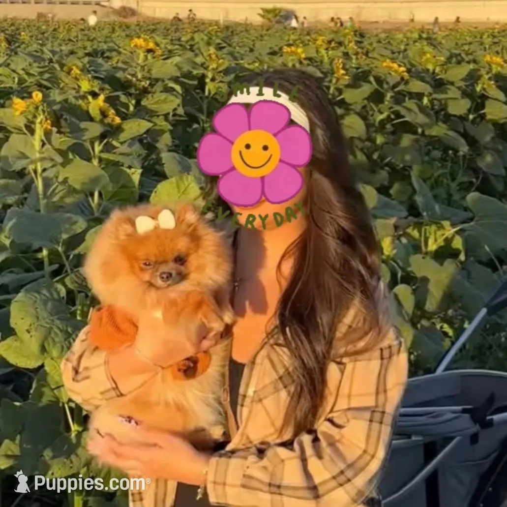 Malibu , a female Pomeranian for sale in Eastvale, CA – Photo 3 of 5