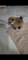 Orange teacup Pom , a female Pomeranian for sale in Eastvale, CA – 3 of 5