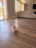 Pikachu, a male Pomeranian for sale in Mira Loma, CA – 1 of 3