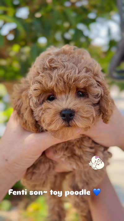 Fenti  (has video) , a male Poodle - Toy  for sale in Eastvale, CA – 6 of 6