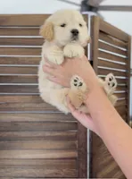 Champion , a male Golden Retriever for sale in Eastvale, CA – 4 of 4