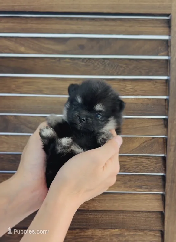 Mochi  – Pomeranian puppy for sale in Eastvale, CA