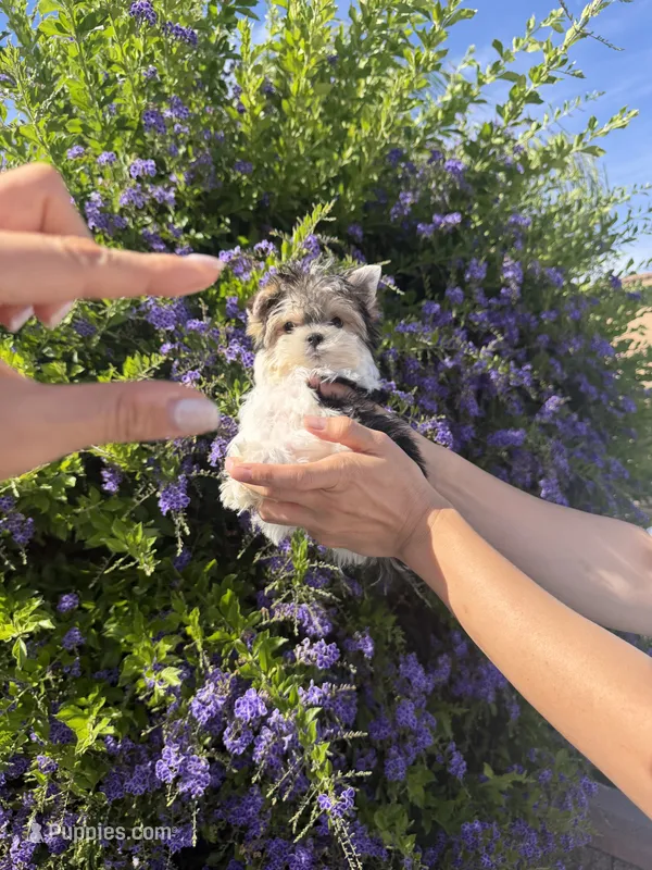 Sonic micro size  – Morkie puppy for sale in Eastvale, CA