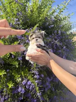 Sonic micro size , a male Morkie for sale in Eastvale, CA – 1 of 4