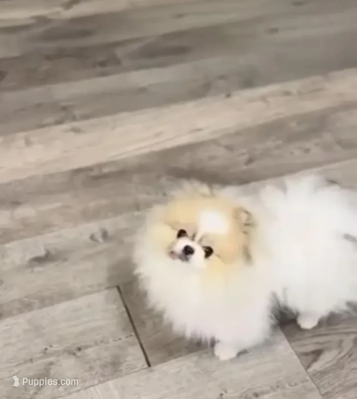 ATM  – Pomeranian puppy for sale in Eastvale, CA