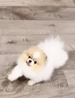 ATM , a male Pomeranian for sale in Eastvale, CA – Photo 3 of 3