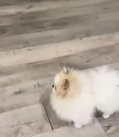 ATM , a male Pomeranian for sale in Eastvale, CA – Photo 2 of 3