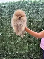 Cookie , a female Pomeranian for sale in Eastvale, CA – 1 of 7