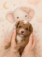 Maltipoo male(sfo area) , a male Maltipoo for sale in Eastvale, CA – 1 of 1