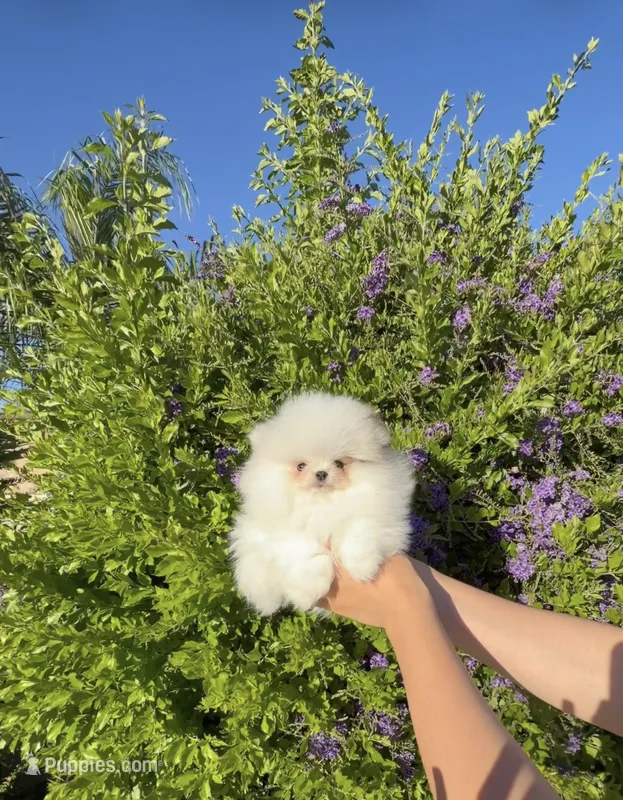 Pang pang(micro Pomeranian)  – Pomeranian puppy for sale in Eastvale, CA