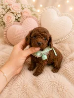Coffee bean , a male Poodle - Toy  for sale in Eastvale, CA – 1 of 2