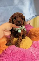 Coffee bean , a male Poodle - Toy  for sale in Eastvale, CA – 2 of 2