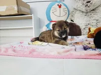 Sesame make Shiba , a female Shiba Inu for sale in Eastvale, CA – 2 of 2