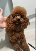 Niko , a female Poodle - Toy  for sale in Eastvale, CA – 2 of 2