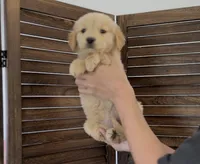 Honey , a female Golden Retriever for sale in Eastvale, CA – 2 of 2