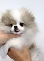 Bunny micro size , a female Pomeranian for sale in Eastvale, CA – 3 of 7