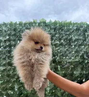 Cookie , a female Pomeranian for sale in Eastvale, CA – 6 of 7