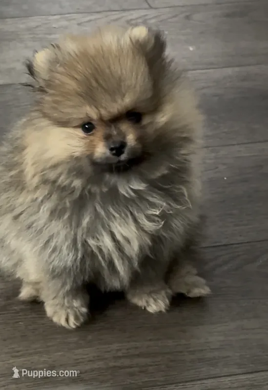 Peanut  – Pomeranian puppy for sale in Eastvale, CA
