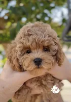 Fenti  (has video) , a male Poodle - Toy  for sale in Eastvale, CA – 5 of 6