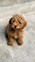 Mini doodle , a female Goldendoodle for sale in Eastvale, CA – Photo 3 of 3
