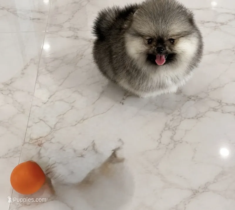 Lulu  – Pomeranian puppy for sale in Eastvale, CA