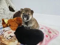 Sesame mame Shiba f, a female Shiba Inu for sale in Eastvale, CA – 2 of 2