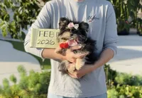 Mickey , a male Maltipom for sale in Eastvale, CA – Photo 2 of 4