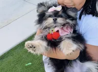 Mickey , a male Maltipom for sale in Eastvale, CA – Photo 3 of 4