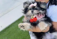 Mickey , a male Maltipom for sale in Eastvale, CA – Photo 1 of 4