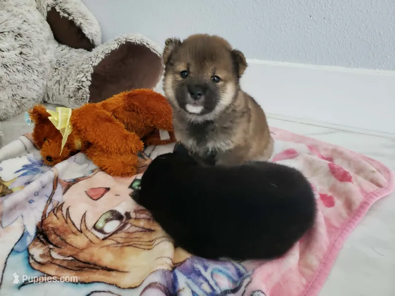 Sesame mame Shiba f – Shiba Inu puppy for sale in Eastvale, CA