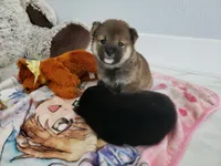 Sesame mame Shiba f, a female Shiba Inu for sale in Eastvale, CA – 1 of 2