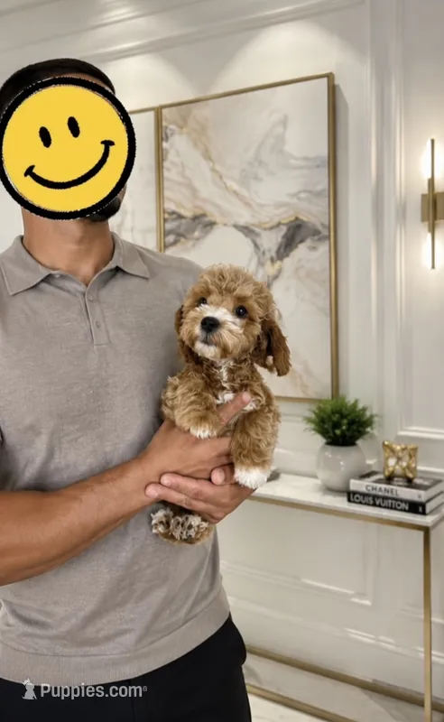 Biscuit  – Maltipoo puppy for sale in Eastvale, CA