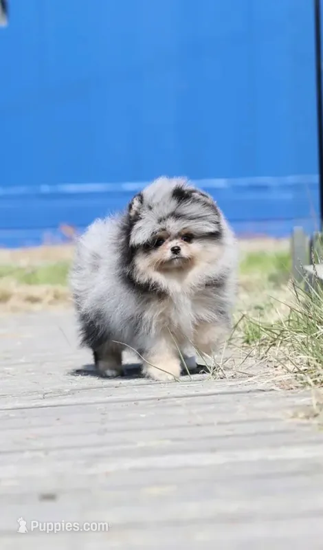 Bubble  – Pomeranian puppy for sale in Eastvale, CA