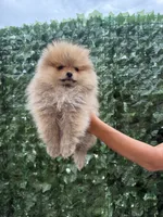 Cookie , a female Pomeranian for sale in Eastvale, CA – 5 of 7