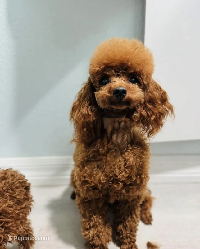 Niko  – Poodle - Toy  puppy for sale in Eastvale, CA