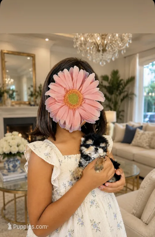 Sonic(micro size) , a male Morkie for sale in Eastvale, CA – 1 of 3