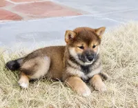 Sesame shiba , a female Shiba Inu for sale in Eastvale, CA – 1 of 2