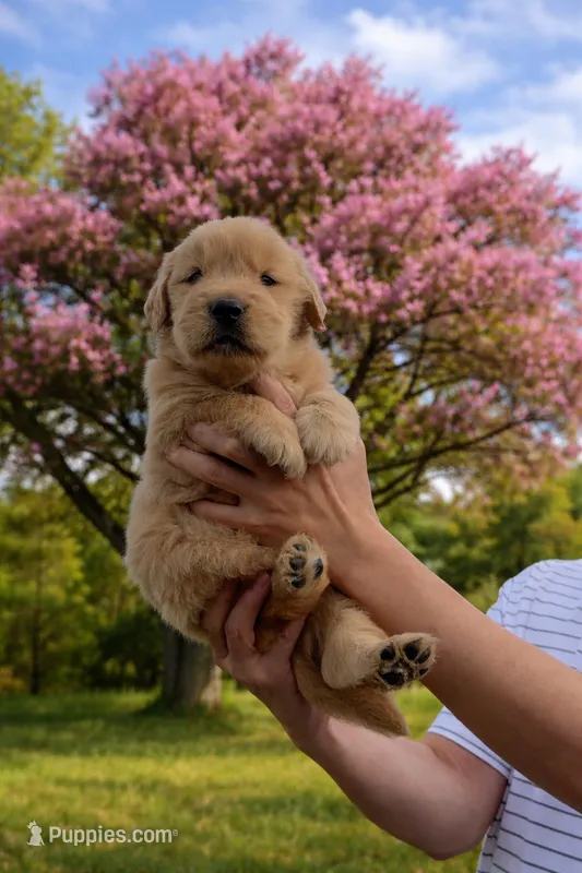 Golden  – Golden Retriever puppy for sale in Eastvale, CA