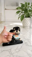 Sonic(micro size) , a male Morkie for sale in Eastvale, CA – 2 of 3